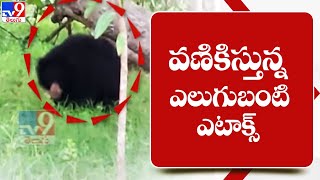 Srikakulam ను వణికిస్తున్న ఎలుగుబంటి ఎటాక్స్ || Bear Attack in Srikakulam Dist - TV9