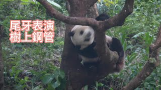 圓寶年末特別演出：樹上鋼管舞 還加碼扮演烤乳豬 Yuanbao dances on the tree 20250125