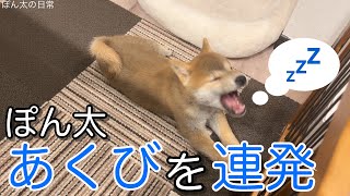 わざとらしく声を出してあくびをする柴犬。