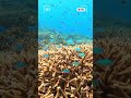 宮古島の元気なサンゴ礁に癒される♡♡♡ shorts paradise natureaquarium