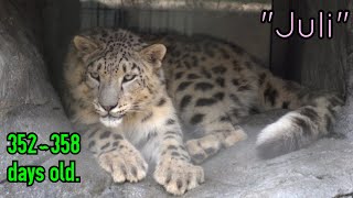 【daysold】ユキヒョウのユーリくん♀352~358日齢 Juli snowleopard  352~358days old.