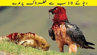 دنیا کے 10 سب سے خطرناک پرندے  | Most Dangerous Birds In The World | Facts in Urdu