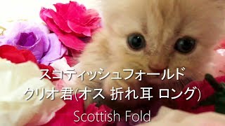 クリーム色で折れ耳ロングの可愛い子猫【スコティッシュフォールド子猫動画子猫ブリーダー販売ペットショップ業許可】Cats Kitten Videos