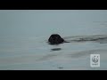 rare black jaguar swimming in the amazon