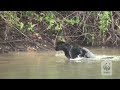 rare black jaguar swimming in the amazon