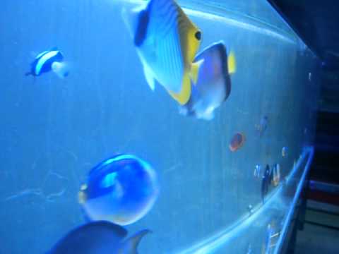 Dscn7108 Youtube