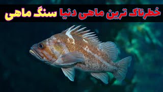 بادبان ماهی عجیب ترین ماهی دنیا | جالب ترین دانستنی های ماهی ها