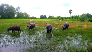 ក្របីសុីស្មៅនៅក្នុងទឹក , Buffalo grazing in water