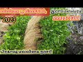 malligaii poo naatru vivasayam மல்லிகை பூச்செடி இராமேஸ்வரம் தங்கச்சிமடம் jasmine plant 9994474388