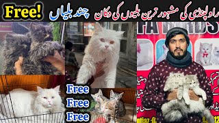 High quality cats in very cheep price || must watch for free cats !