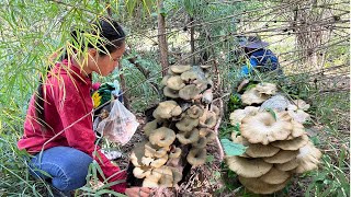 ขึ้นภูปีนผาเดินดงเดินป่าหาเห็ดบด ເຂົ້າປ່າເຂົ້າດົງເລາະຫາເຫັດບົດ