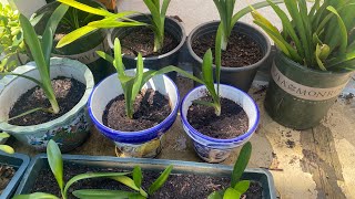 A15-Clivia Miniata: Guide to Repotting and Propagation