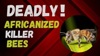 Africanized Bees Nature S Most Feared Insect Warriors Doovi