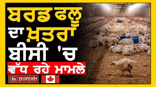 Bird Flu ਦਾ ਖ਼ਤਰਾ,  BC 'ਚ ਵੱਧ ਰਹੇ ਮਾਮਲੇ | Canada News