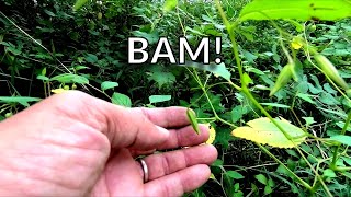 Exploding Seed Pods of the Pale Touch-Me-Not