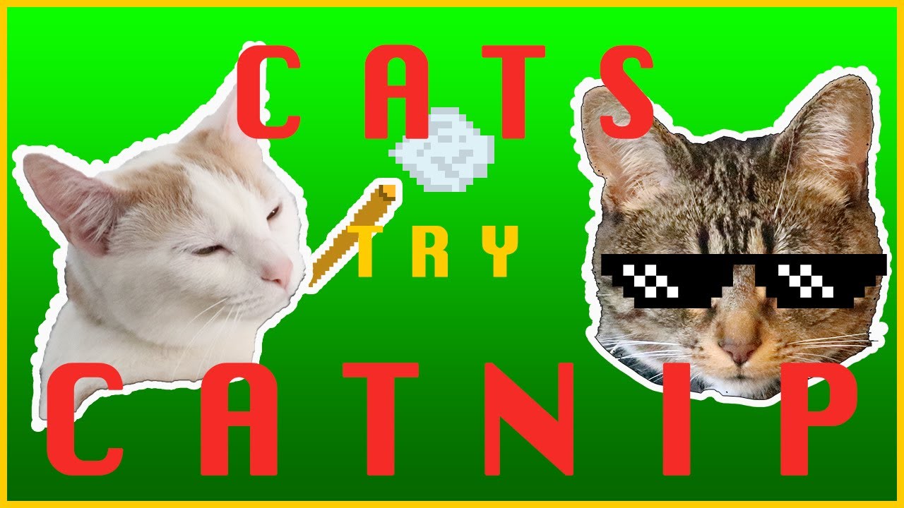 Cats On Catnip Youtube