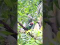 গদি দখলের লড়াই। nature bird shortvideo viral vote shorts vote