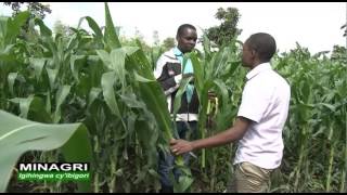 GUKORERA IBIGORI Ubuhinzi mu Rwanda-Rwanda agriculture