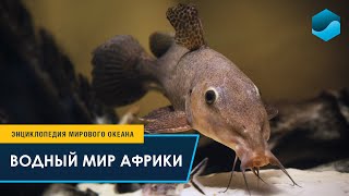 Водный мир Африки – Энциклопедия Мирового океана