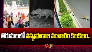 తిరుమలలో వన్యప్రాణుల సంచారం కలకలం.. | Tirumala | Ntv