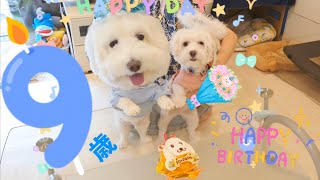 【祝】米粉の似顔絵ケーキで愛犬の誕生日をお祝いしました！|ダップー|9歳の誕生日会