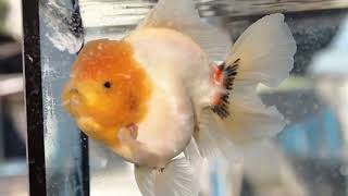 《물롬통도사점》BP Meng ( Greatest Goldfish )BP 맹 브리더 최상급 쇼퀄 (Show quality)맹 New generation 운석 화이트로즈테일 오란다