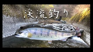 渓流釣りで大爆釣！ヤマメ！山女魚！やまめ！