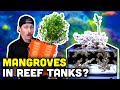 Adding MANGROVES to REEF TANKS! Our Tips and Store Display Update!