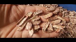 Nobel have duty multiple supari cutting machine, #supari #betelnut #video #viral #gujrati