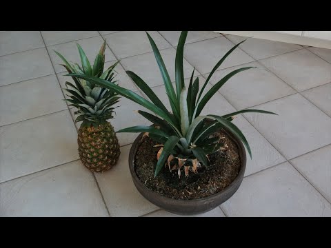 How to Grow a Pineapple from its Top! Works every Time! How to Grow a Pineapple from its Top! Works every Time!
