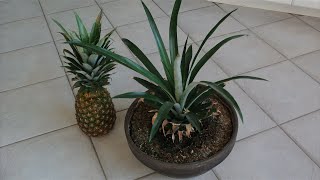 How to Grow a Pineapple from its Top! Works every Time!