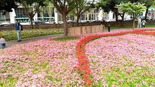 桃園大溪 埔頂公園花海地毯 親子景點 溜滑梯 野餐 20190405 1538 264