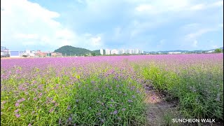 [순천워크 습작] 향긋한 꽃내음 가득한 순천만국가정원