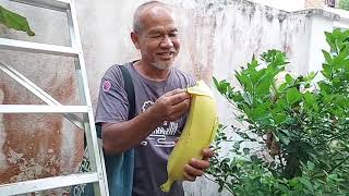 ငှက်ပျောဖူး - Banana flower