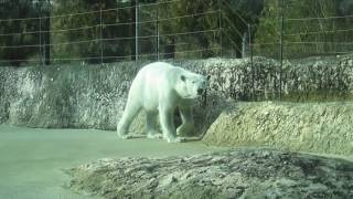 ポロロ　今日も元気です　シロクマ　ポロロ２８９（とくしま動物園）