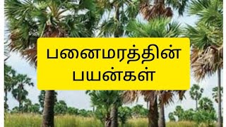 பனைமரம் நமக்கு இவ்வளவு பயன்கள் தருகிறது