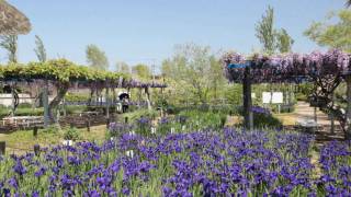 水郷佐原水生植物園の藤棚とあやめ2010