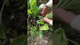 This is the best Techniques of Collecting Radish Leaves Rural Village Life #youtubeshorts #shorts