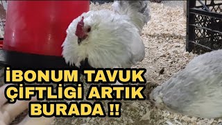 İBONUN TAVUK ÇİFTLİĞİ ARTIK BURADA !! SÜS TAVUGU KÜMESİMDE SON DURUM..BARBU HOROZLA OYNADIK :))