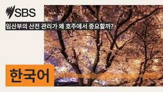 임산부의 산전 관리가 왜 호주에서 중요할까? | SBS Korean - SBS 한국어 프로그램