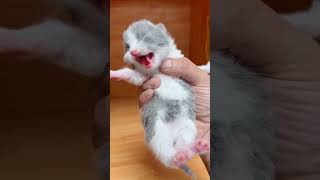 Meow's Bro,funny pets,funny cat videos,pets,cats  baby cat #shorts