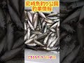 サビキ釣り絶好調！fishing max武庫川店