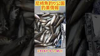 サビキ釣り絶好調！fishing max武庫川店