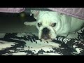 bulldog playing under the bed