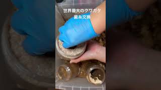 世界最大のクワガタの菌糸交換。菌糸1本でかなり大きい子が出てきてくれて親越え期待したい。