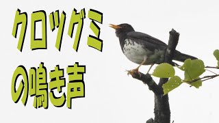 クロツグミの鳴き声・センダイムシクイとアオバトも対抗してる？