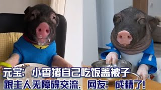 元宝：小香猪自己吃饭盖被子，跟主人无障碍交流，网友：成精了！