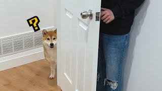 Hide and Seek With my Shibas