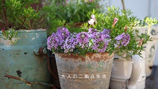 今日の庭から・もったいないおばさんのバードケーキ