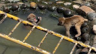 番外編 プールで遊ぶ子ザル【茶臼山動物園】ニホンザル